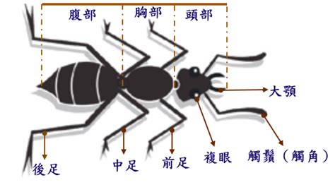 螞蟻介紹 臉頰長毛面相